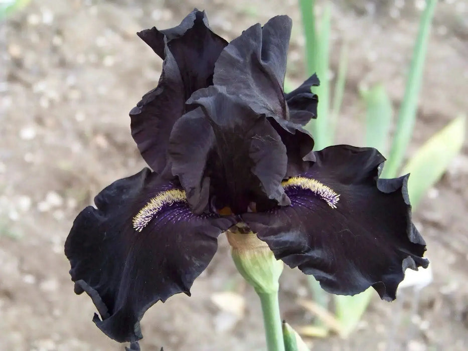 All Night Long' Bearded Iris, ( RHIZOME) Bareroot Plant - Caribbeangardenseed