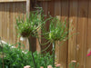 Allium BULBS -"Allium Hair" Perennials ,Returns year after year - Caribbean garden seed