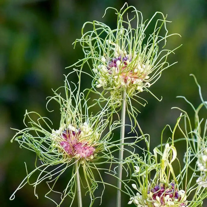 Allium BULBS -"Allium Hair" Perennials ,Returns year after year - Caribbean garden seed