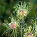 Allium BULBS -"Allium Hair" Perennials ,Returns year after year - Caribbean garden seed
