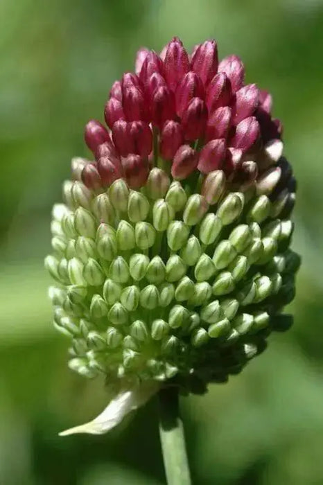 Allium Drumstick Bulbs - sphaerocephalum,Persian Onion - 6/+ cm Perennial Bulb. - Caribbean garden seed