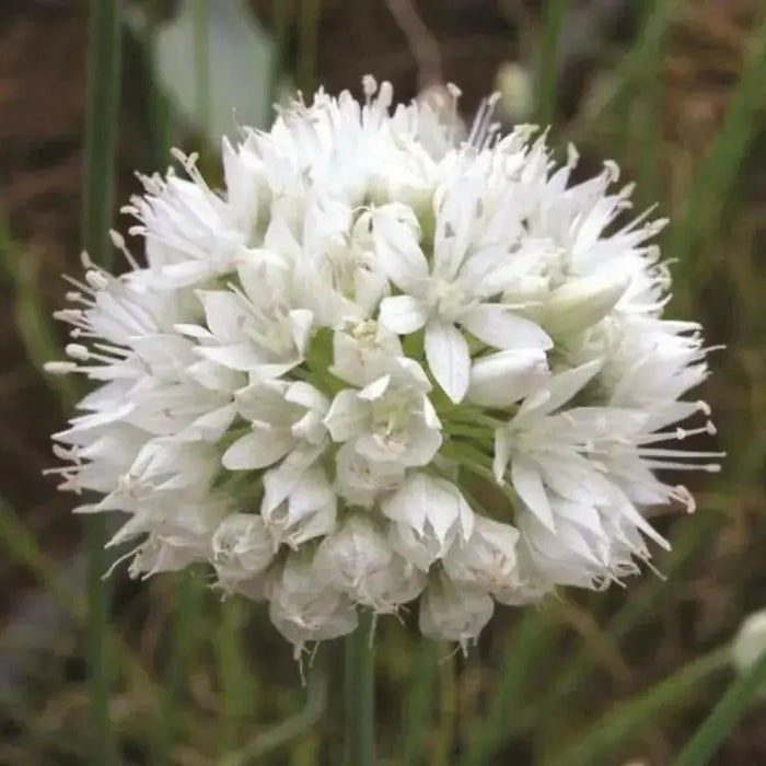 ALLIUM Graceful BEAUTY ,Flowers  Bulbs, Perennial - Caribbean garden seed