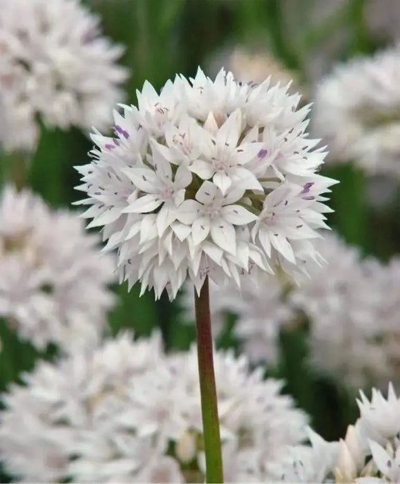 ALLIUM Graceful BEAUTY ,Flowers Bulbs, Perennial - Caribbeangardenseed