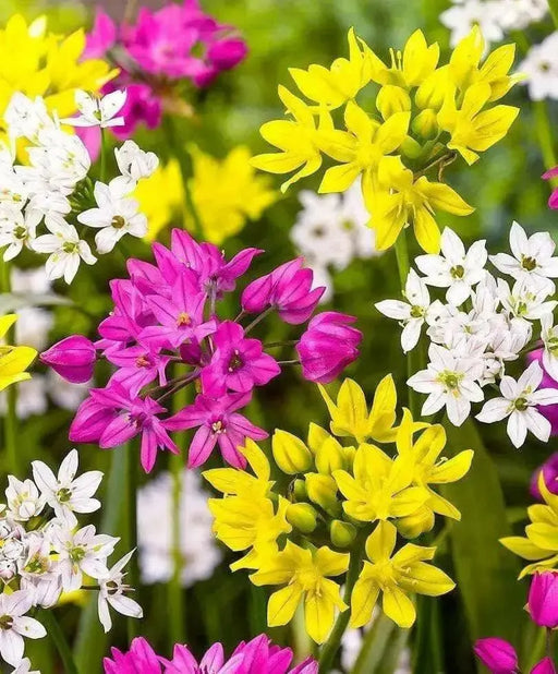 ALLIUM MIXTURE, bulbs Size 5/7 cm Perennial - Caribbean garden seed