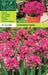 PINK ALLIUM- Bulbs, Deer Resistant, Ostrowskianum Allium - Caribbeangardenseed