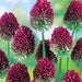 Allium sphaerocephalon (DRUMSTICK)-FALL PLANTING - Caribbeangardenseed