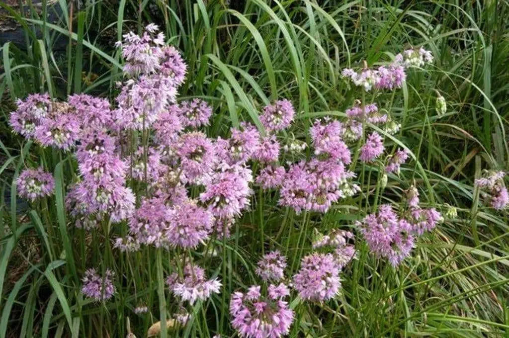 Allium stellatum (Prairie Onion) flower Seeds - Perennial - Caribbean garden seed