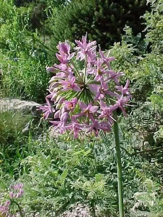 Allium stellatum (Prairie Onion) flower Seeds - Perennial - Caribbean garden seed