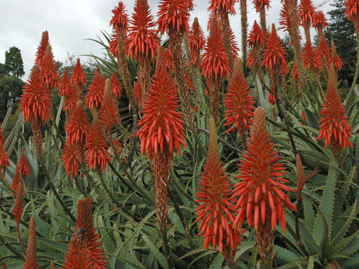 ALOE Seeds (Aloe arborescens) Flowering Succulent - Caribbean garden seed