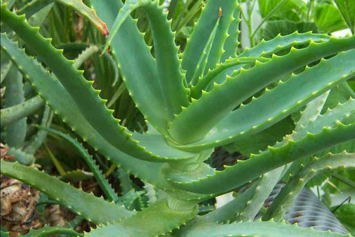 ALOE Seeds (Aloe arborescens) Flowering Succulent - Caribbean garden seed