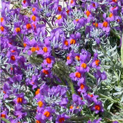 Alpine Toadflax Seeds - Linaria Alpina - Caribbean garden seed
