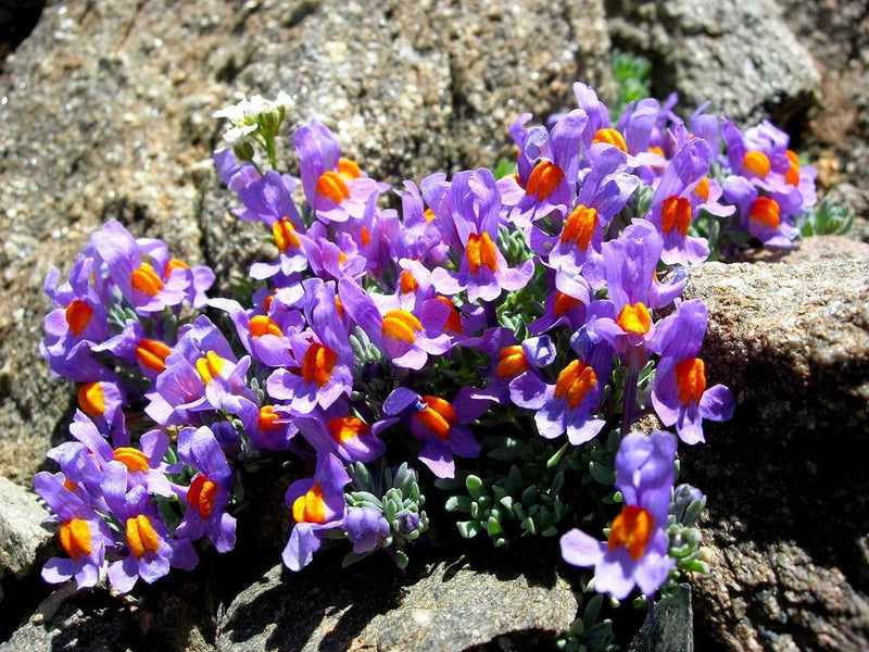 Alpine Toadflax Seeds - Linaria Alpina - Caribbean garden seed