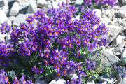 Alpine Toadflax Seeds - Linaria Alpina - Caribbean garden seed