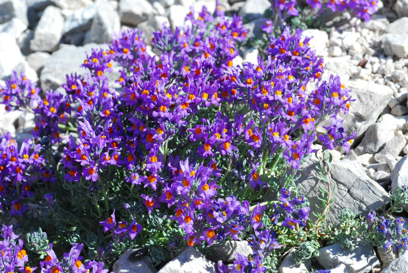 Alpine Toadflax Seeds - Linaria Alpina - Caribbean garden seed
