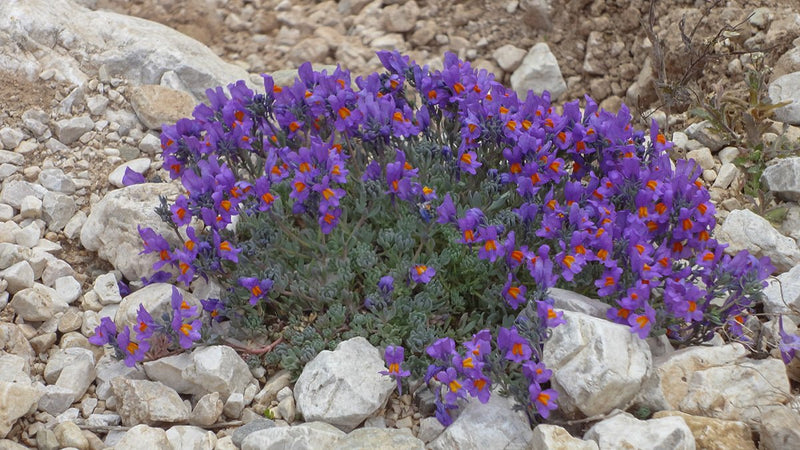 Alpine Toadflax Seeds - Linaria Alpina - Caribbean garden seed