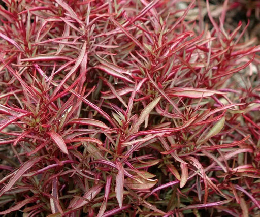 Alternanthera Burgundy Thread (LIVE STARTER PLANTS) FOLIAGE - Caribbean garden seed