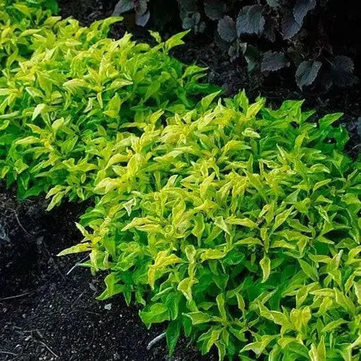 Alternanthera GREEN (LIVE STARTER PLANT) Joseph's coat -PERENNIAL  FOLIAGE - Caribbean garden seed