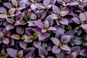 Alternanthera RED Joseph's Coat (LIVE STARTER PLANT) FOLIAGE - Caribbean garden seed