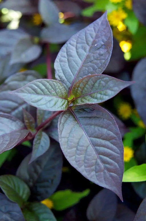 Alternanthera RED Joseph's Coat (LIVE STARTER PLANT) FOLIAGE - Caribbean garden seed