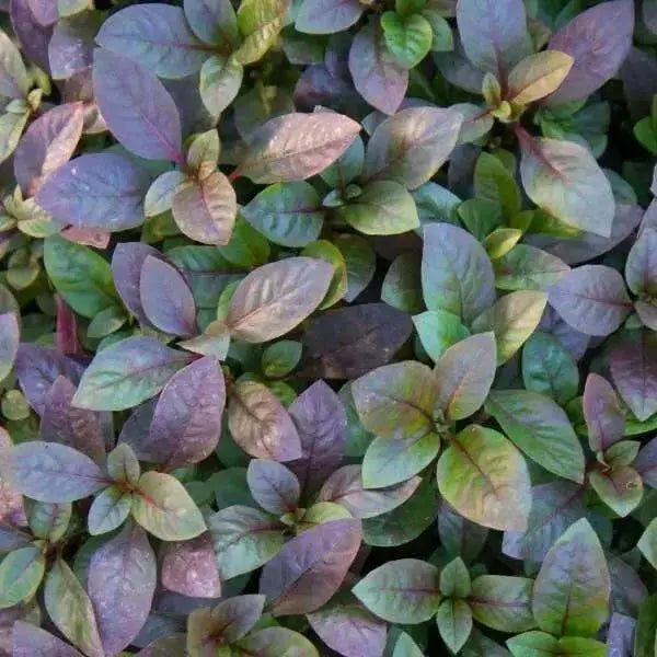 Alternanthera RED Joseph's Coat (LIVE STARTER PLANT) FOLIAGE - Caribbean garden seed