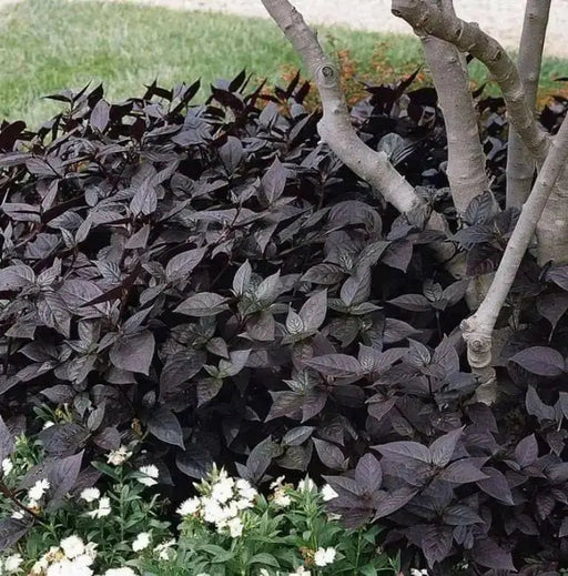 Alternanthera Seeds - Purple Knigh FLOWERS - Caribbean garden seed