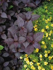 Alternanthera Seeds - Purple Knigh FLOWERS - Caribbean garden seed