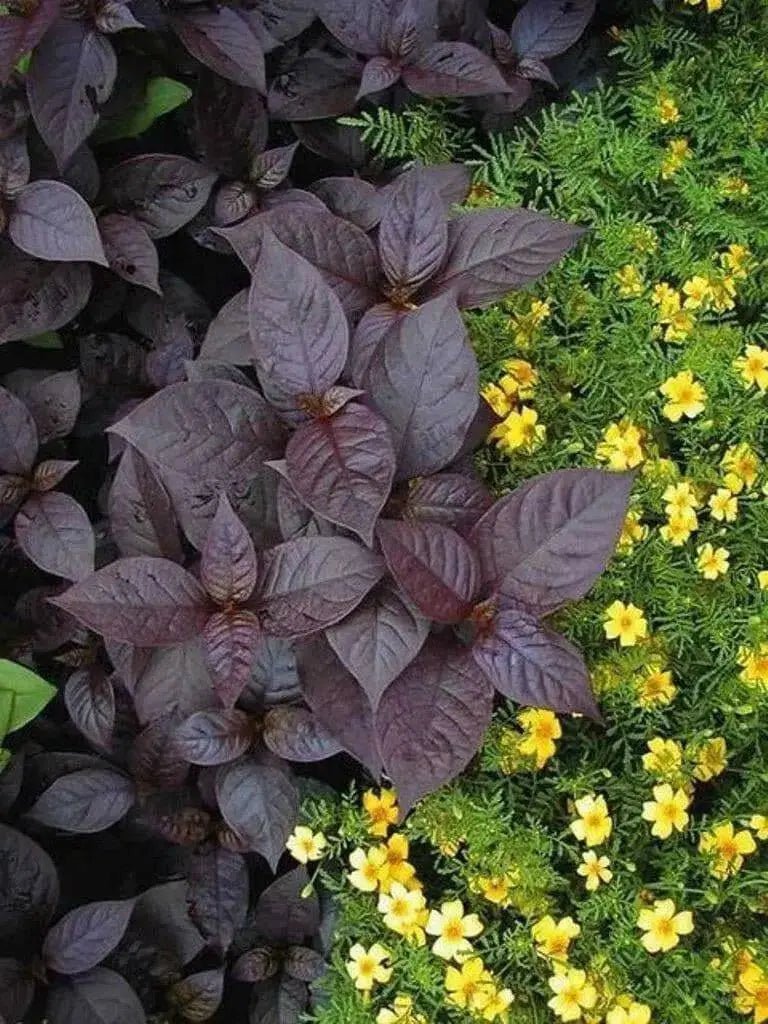 Alternanthera Seeds - Purple Knigh FLOWERS - Caribbean garden seed