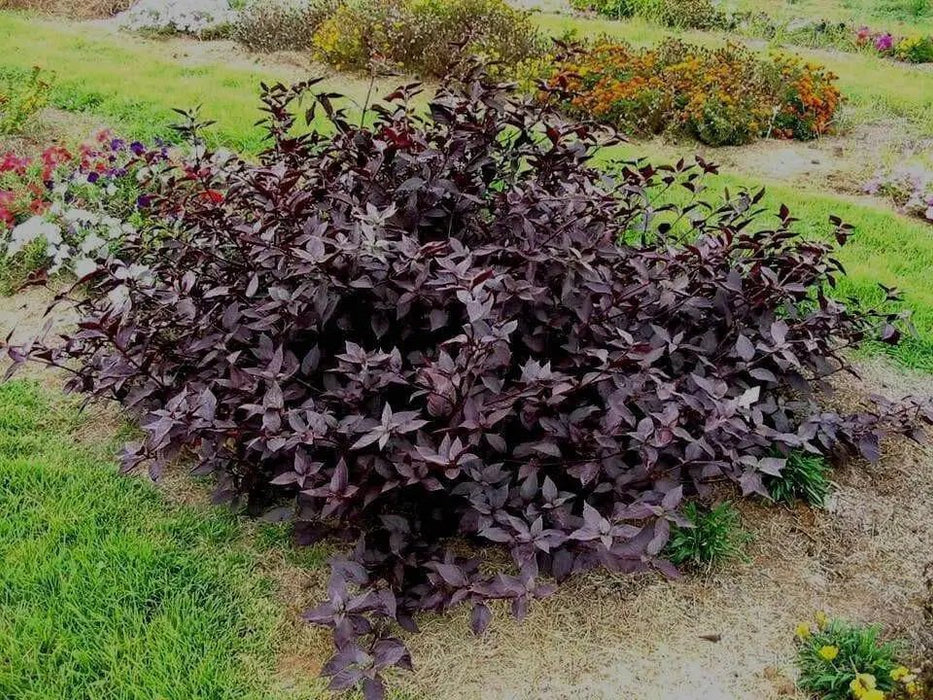 Alternanthera Seeds - Purple Knigh FLOWERS - Caribbean garden seed