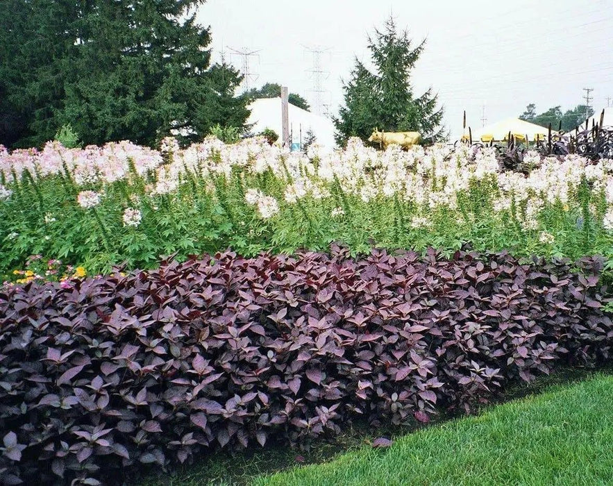 Alternanthera Seeds - Purple Knigh FLOWERS - Caribbean garden seed