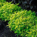 Alternanthera YELLOW (LIVE STARTER PLANT) Joseph's coat -PERENNIAL  FOLIAGE - Caribbean garden seed