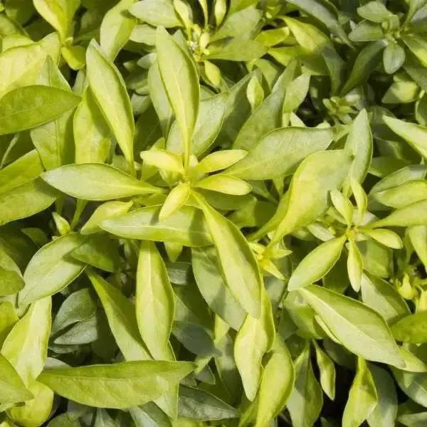 Alternanthera YELLOW (LIVE STARTER PLANT) Joseph's coat -PERENNIAL  FOLIAGE - Caribbean garden seed