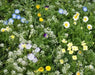 Alternative Lawn Mixture (Seeds) Wildflower - Caribbean garden seed