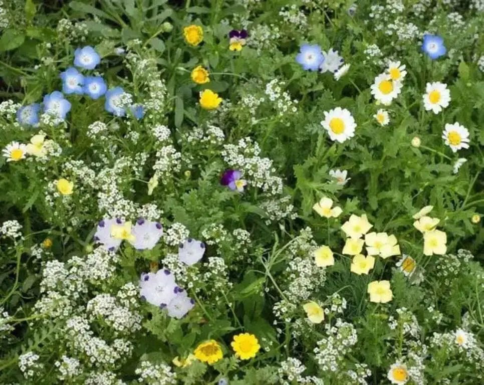 Flower & Wildflower Mixes