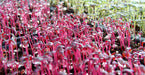 Amaranth - Red Garnet - Microgreens/Baby Leaf SEEDS - Caribbean garden seed