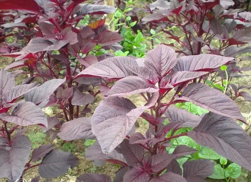 Amaranth Red Garnet Seeds,micro-green, sprouts, Garden, Asian Vegetable - Caribbeangardenseed