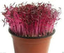 Amaranth Red Leaf -Seeds, Chinese Spinach, red calaloo, Asian Vegetable - Caribbean garden seed