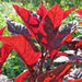 Amaranth Red Leaf -Seeds, Chinese Spinach, red calaloo, Asian Vegetable - Caribbean garden seed