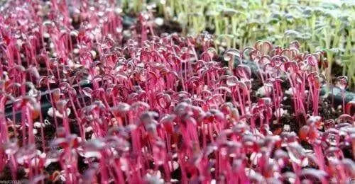 Amaranth Red Leaf -Seeds, Chinese Spinach, red calaloo, Asian Vegetable - Caribbean garden seed