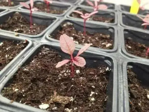 Amaranth Red Leaf -Seeds, Chinese Spinach, red calaloo, Asian Vegetable - Caribbean garden seed