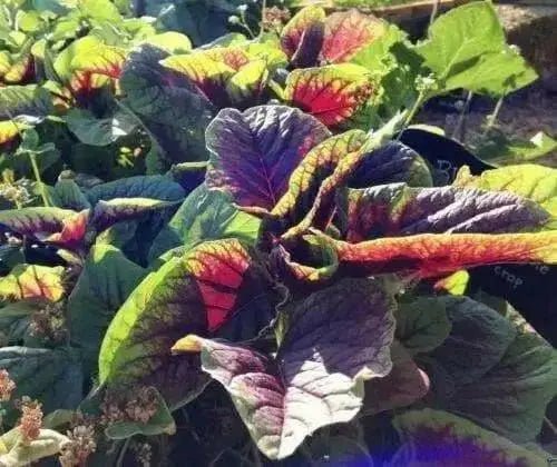 Amaranth Seeds"Red Beauty" Asian Vegetables - Caribbean garden seed