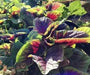 Amaranth Seeds"Red Beauty" Asian Vegetables - Caribbean garden seed