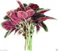 Amaranth Seeds"Red Beauty" Asian Vegetables - Caribbean garden seed
