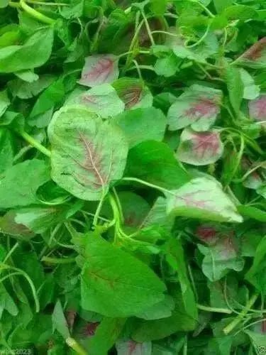 Amaranth Seeds"Red Beauty" Asian Vegetables - Caribbean garden seed