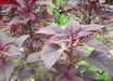 Amaranth Red Garnet Seeds,micro-green, sprouts, Garden, Asian Vegetable - Caribbean garden seed