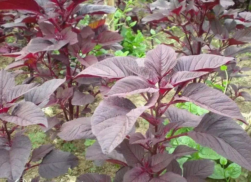 Amaranth Red Garnet Seeds,micro-green, sprouts, Garden, Asian Vegetable - Caribbean garden seed