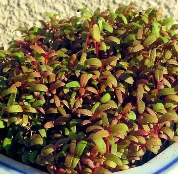 Amaranth Red Garnet Seeds,micro-green, sprouts, Garden, Asian Vegetable - Caribbean garden seed
