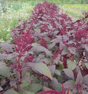Amaranth Red Garnet Seeds,micro-green, sprouts, Garden, Asian Vegetable - Caribbean garden seed