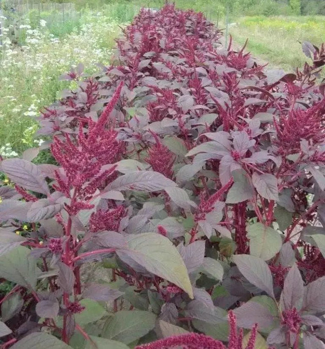 Amaranth Red Garnet Seeds,micro-green, sprouts, Garden, Asian Vegetable - Caribbean garden seed