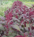 Amaranth Red Garnet Seeds,micro-green, sprouts, Garden, Asian Vegetable - Caribbean garden seed