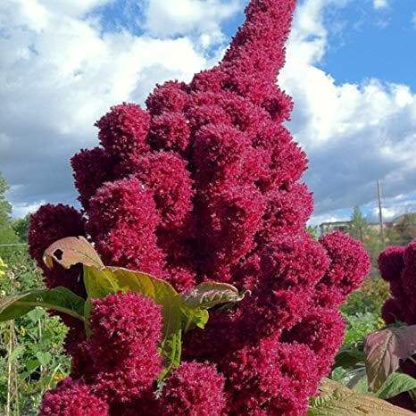 Amaranth Seeds,Elephant Head (Amaranth cruentus) Organic - Asian Vegetable - Caribbeangardenseed